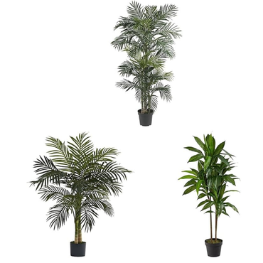 Golden Cane Palm & Dracaena Tree Set – UK Mart Online