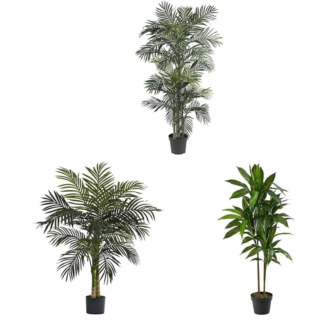 Golden Cane Palm & Dracaena Tree Set – UK Mart Online